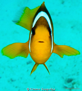 Face-to-face with a Nemo by Kimmo Suupohja 